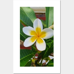 Frangipani Posters and Art